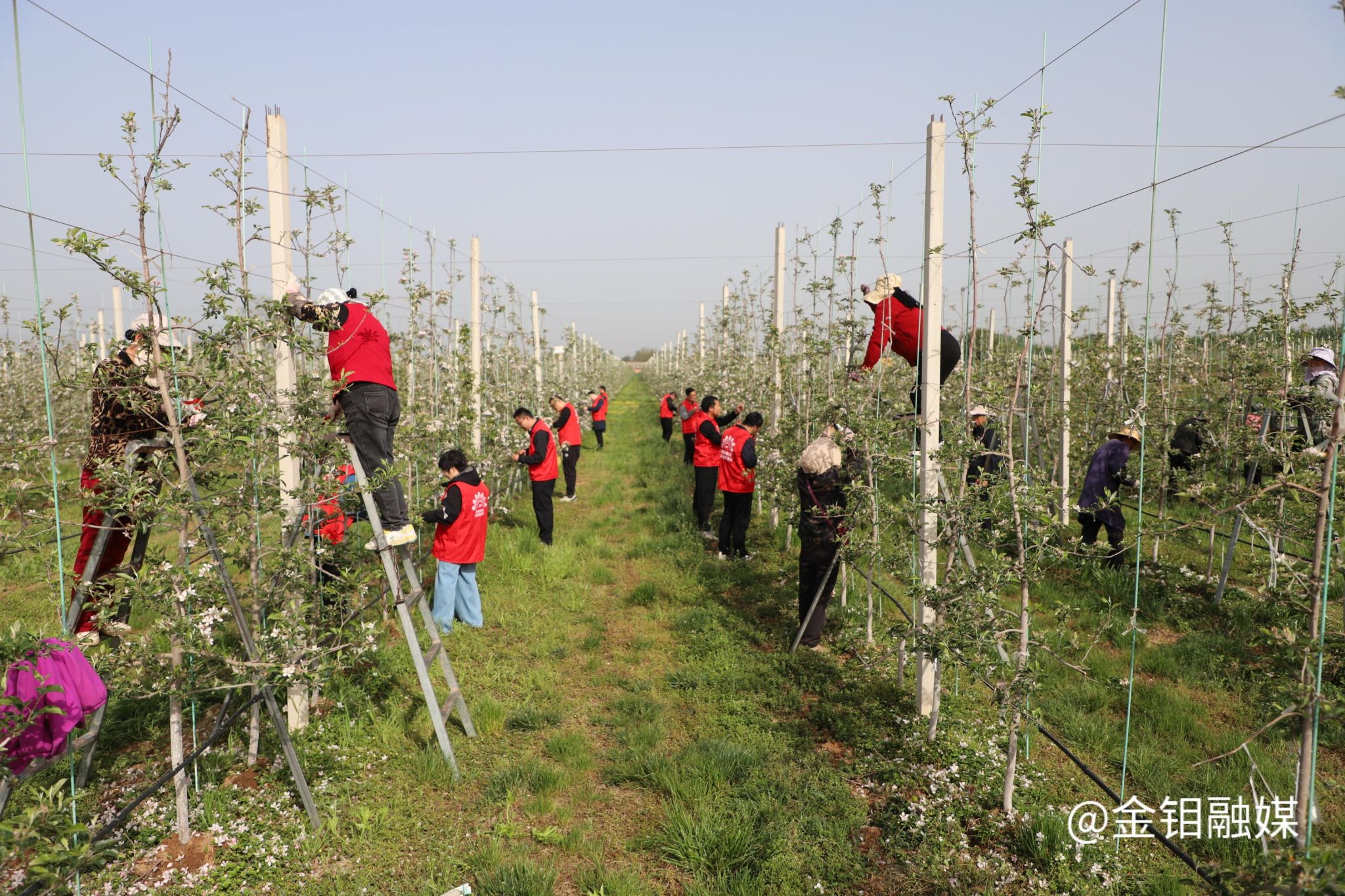 20260424-志愿者千阳服务 (3).jpg